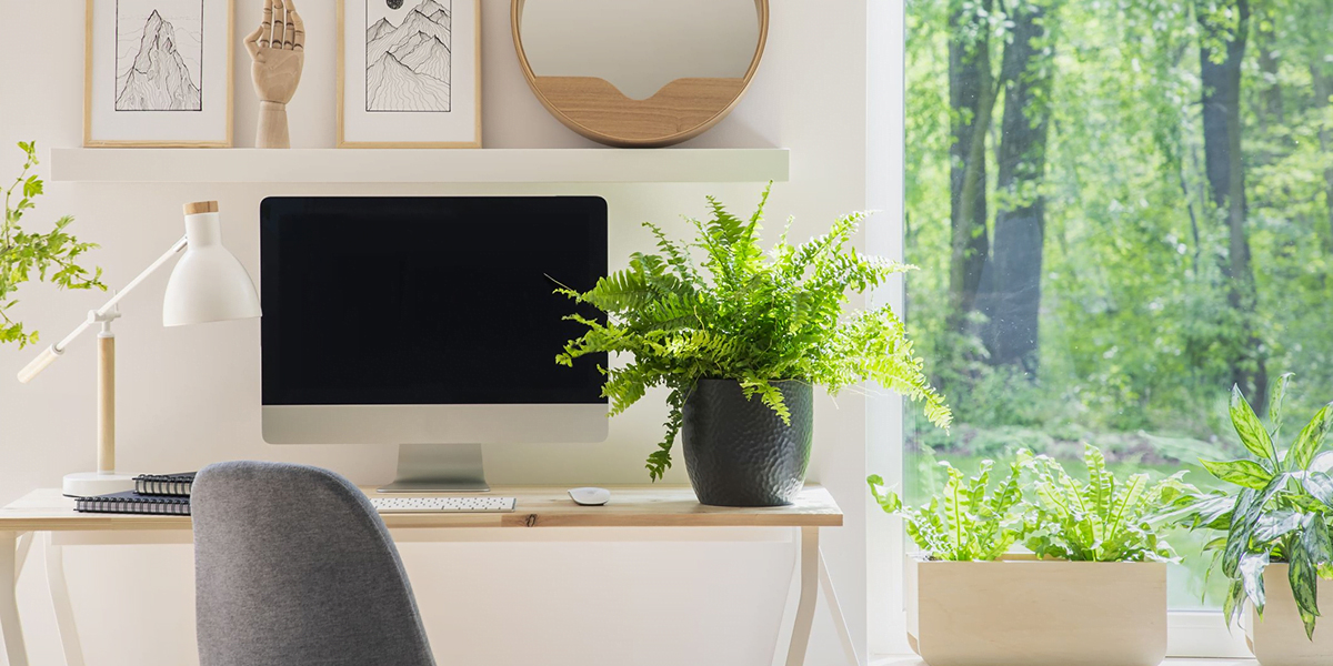 Đặt cây xanh trên bàn làm việc đem lại cho bạn sự dễ chịu, giảm căng thẳng
